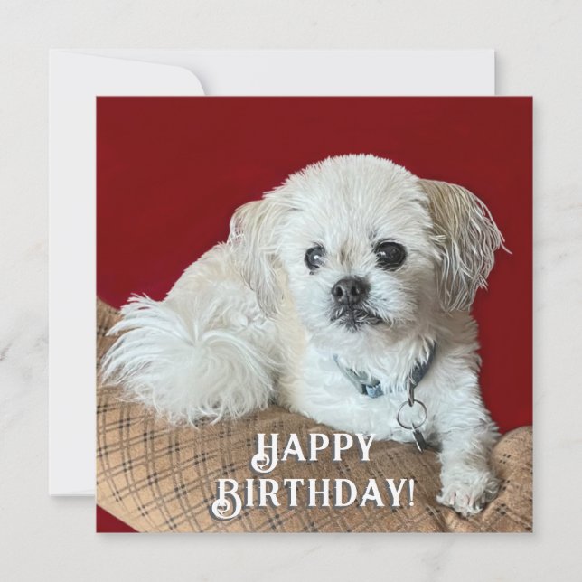 Tarjeta de cumpleaños para Malshi (Anverso)