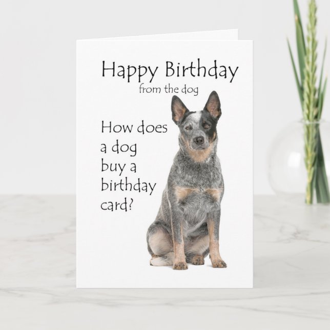 Tarjeta de cumpleaños para perro bovino (Anverso)
