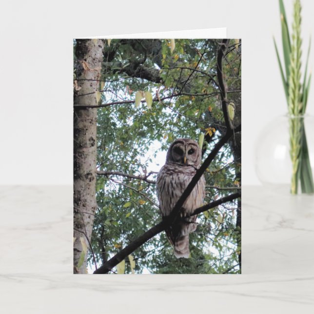 Tarjeta de cumpleaños para un viejo pájaro duro (Anverso)