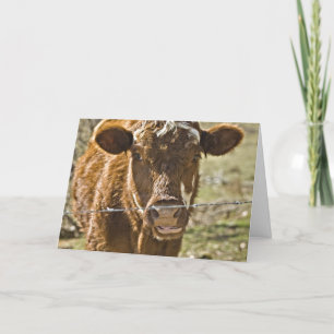 Tarjeta de cumpleaños para vacas besadas