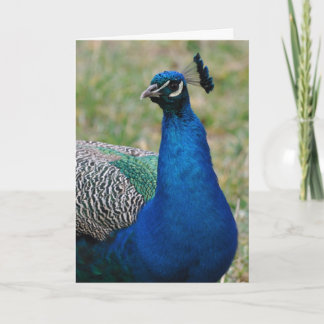 Tarjeta de cumpleaños Peacock