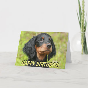 Tarjeta de cumpleaños perrito Gordon Setter