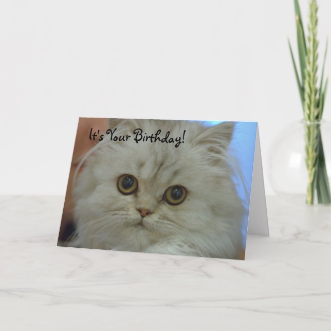 Tarjeta de cumpleaños persa del gatito (Anverso)