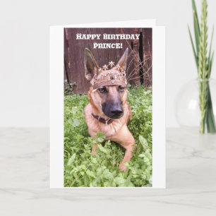 Tarjeta de cumpleaños Prince con Malinois belga