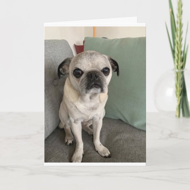 Tarjeta de cumpleaños Pug, sarcástica (Anverso)