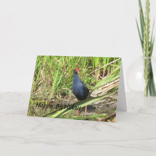 Tarjeta de cumpleaños Pukeko