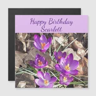 Tarjeta de cumpleaños Purple Crocus Magnetic
