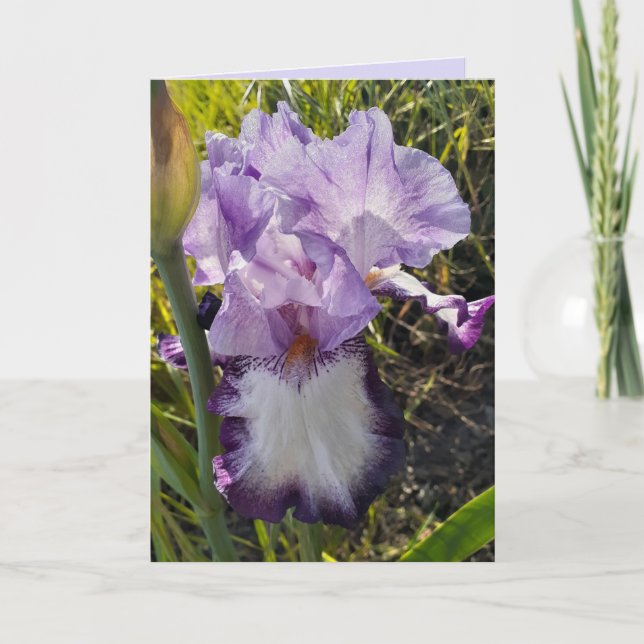 Tarjeta de cumpleaños Purple Iris Flower Flower Ga (Anverso)