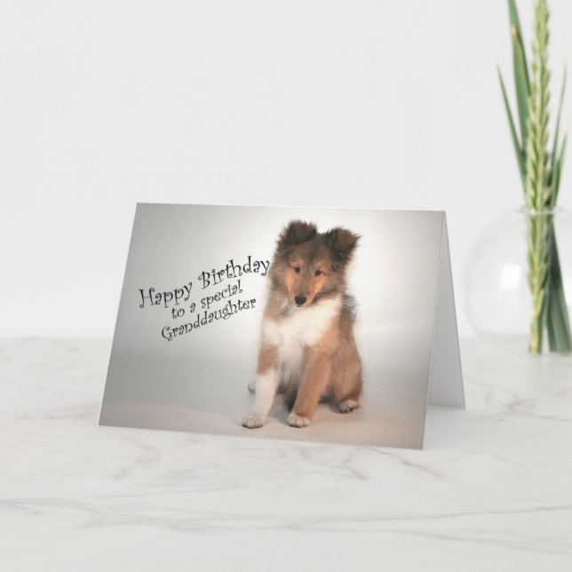 Tarjeta de cumpleaños Sheltie para nieta (Anverso)