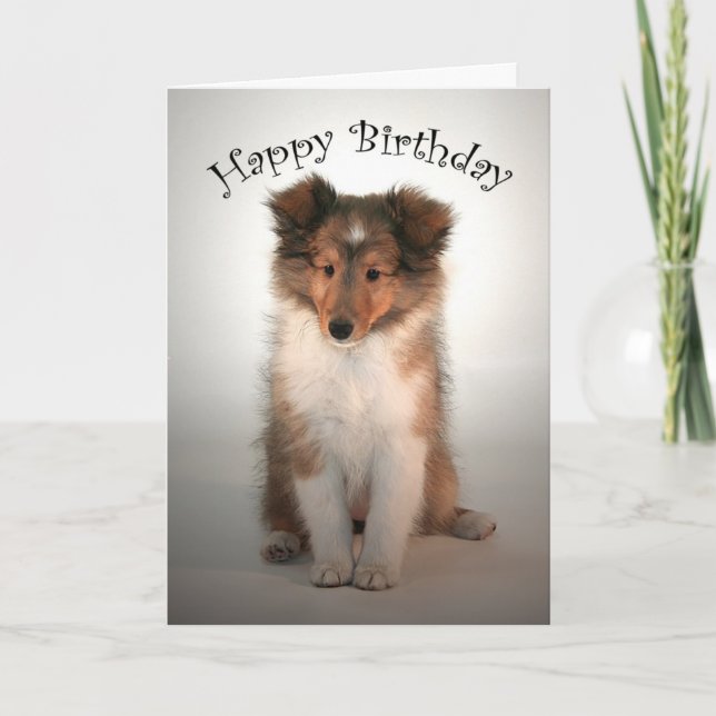 Tarjeta de cumpleaños Sheltie Puppy (Anverso)