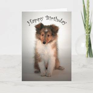 Tarjeta de cumpleaños Sheltie Puppy