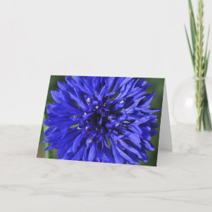 Tarjeta de cumpleaños Snowcatcher Cornflower