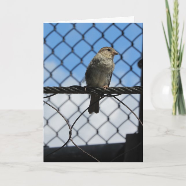 Tarjeta de cumpleaños "Sparrow Upon Wire" (Anverso)