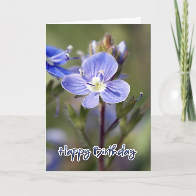 Tarjeta de cumpleaños - speedwell del maíz - (Anverso)