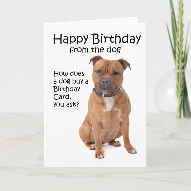 Tarjeta de cumpleaños Staffordshire Bull Terrier (Anverso)