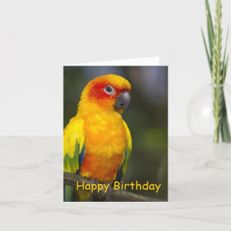 Tarjeta de cumpleaños Sun Conure Parrot Blank