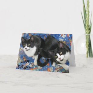 Tarjeta de cumpleaños Twin Tuxedo Kittens