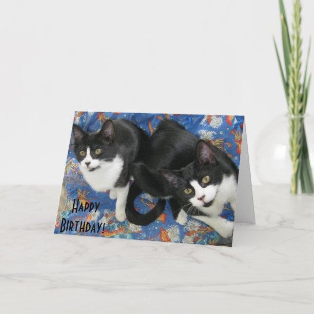 Tarjeta de cumpleaños Twin Tuxedo Kittens (Anverso)