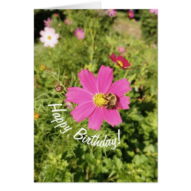 Tarjeta de cumpleaños Vivid Pink Cosmos Flower (Frente)