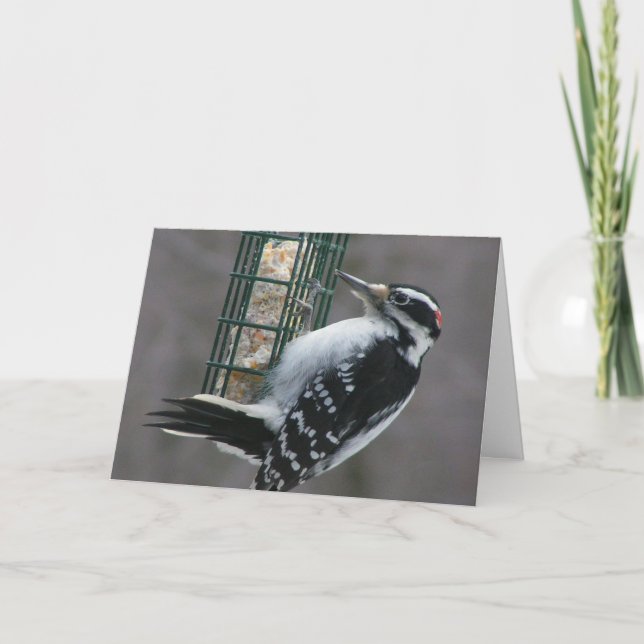 Tarjeta de cumpleaños Woodpecker (Anverso)