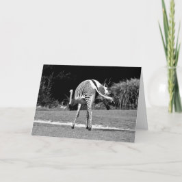 Tarjeta de cumpleaños Zebra Dancing