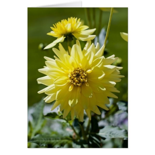 Tarjeta de Dalia Amarilla (Frente)