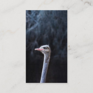 Tarjeta De Descuentos Fotografía de avestruz