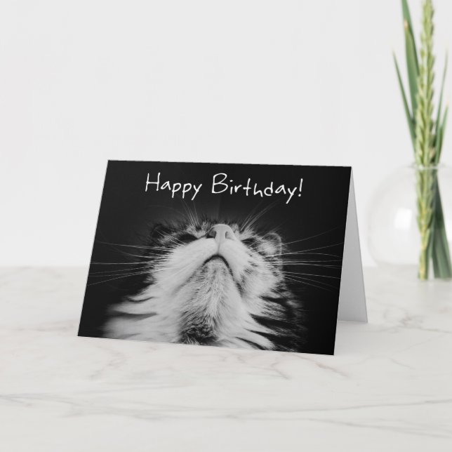 Tarjeta de deseo de cumpleaños Meowvelous (Anverso)