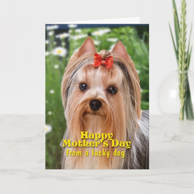 Tarjeta de Día de la Madre Yorkie (Anverso)