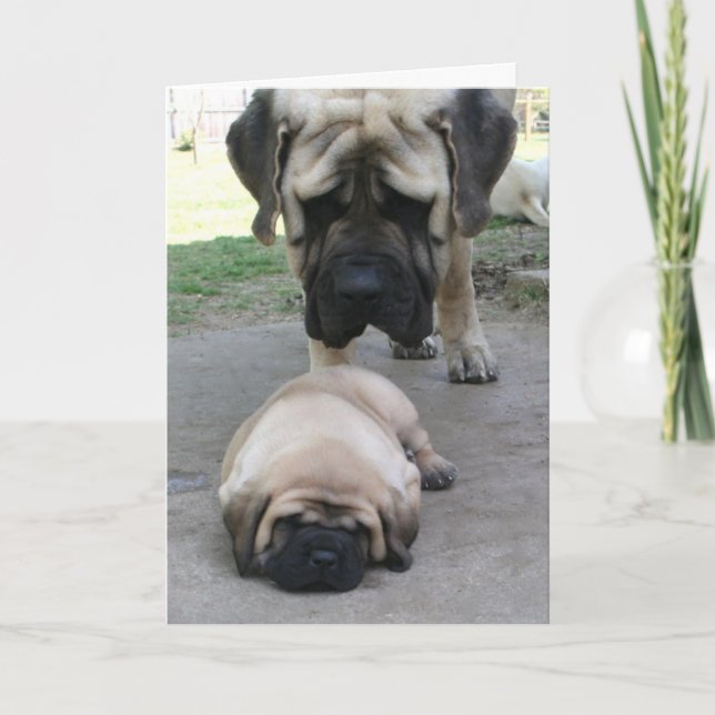 Tarjeta de Día del Padre y el Padre Mastiff (Anverso)