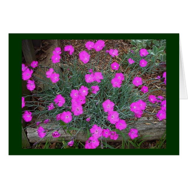 Tarjeta de Dianthus Rosa (Anverso (Horizontal))