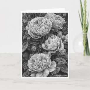 Tarjeta de dibujo a pluma y tinta de Rosas Inglesa