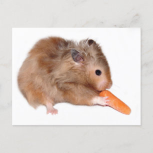 Tarjeta de dieta para Hamster