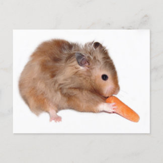 Tarjeta de dieta para Hamster