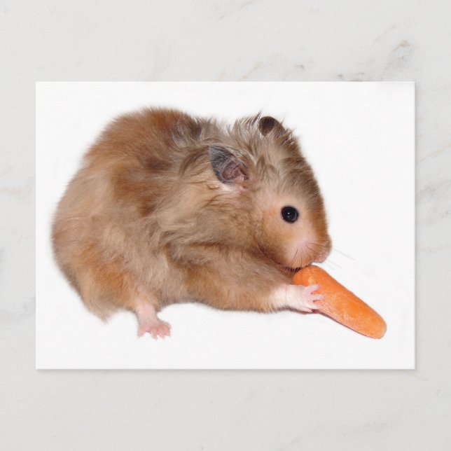 Tarjeta de dieta para Hamster (Anverso)