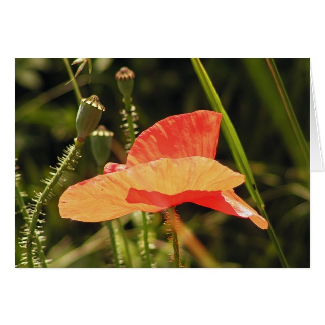 Tarjeta de disquete (Anverso (Horizontal))