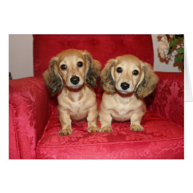 tarjeta de diversión (Anverso (Horizontal))