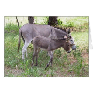 Tarjeta de donkey Zonkey