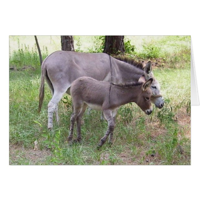 Tarjeta de donkey Zonkey (Anverso (Horizontal))