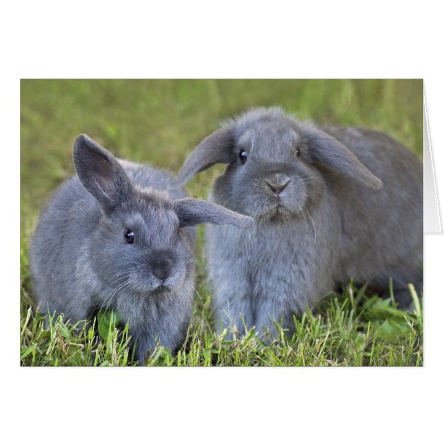 Tarjeta de dos conejos (Anverso (Horizontal))