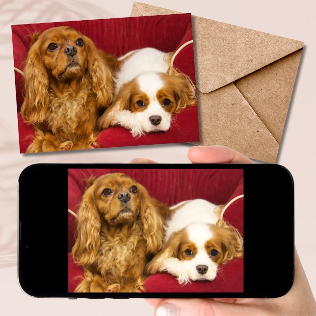 Tarjeta de dos mejores amigos CKCS Ruby y Blenheim (Subido por el creador)