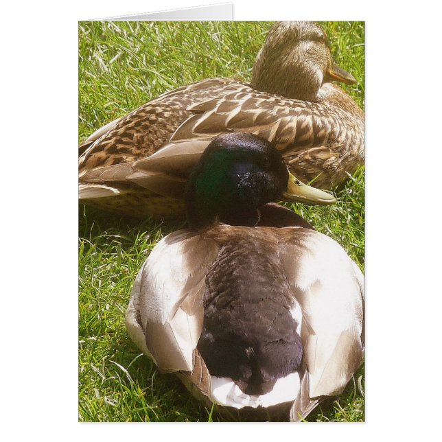 Tarjeta de dos patos recortados (Frente)