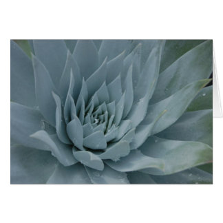 Tarjeta de Dudleya