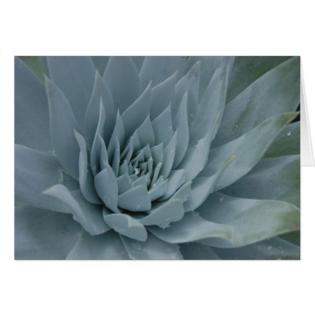 Tarjeta de Dudleya (Anverso (Horizontal))