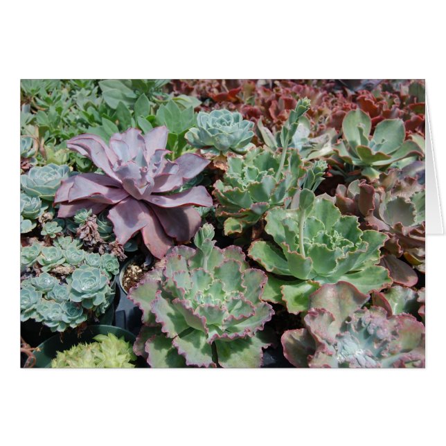 Tarjeta de Echeveria (Anverso (Horizontal))