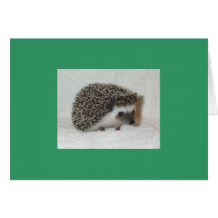 Tarjeta de edgehog oscuro