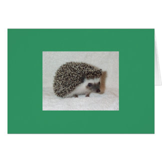 Tarjeta de edgehog oscuro