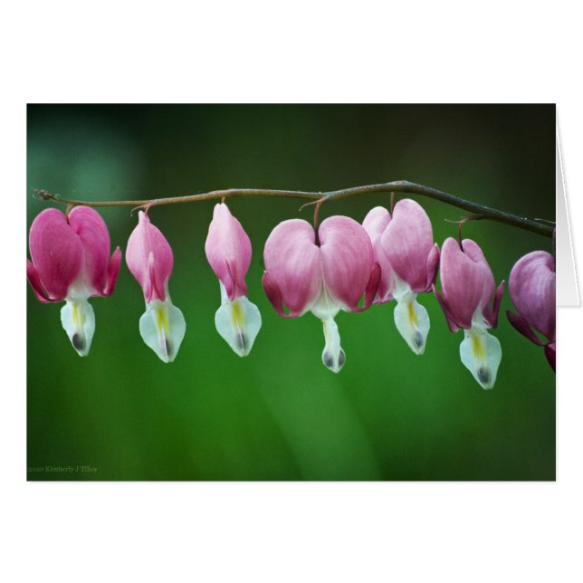 Tarjeta de encantos rosa (Anverso (Horizontal))