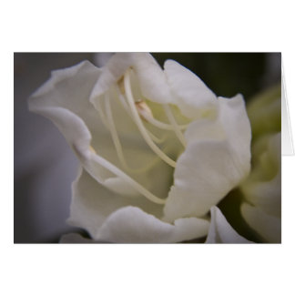 Tarjeta de energía divino