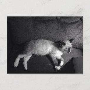 Tarjeta de envío de gatitos